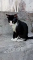 Pretinha