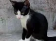 Pretinha