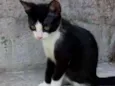 Pretinha