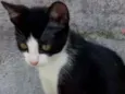 Pretinha