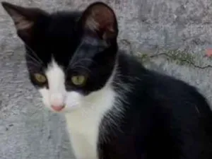 Gato raça  idade 7 a 11 meses nome Pretinha