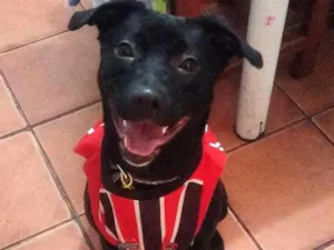 Cachorro raça Sem raça definida idade 2 anos nome Jully