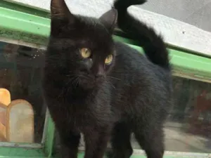 Gato raça SRD idade 7 a 11 meses nome Leona e Leoninha