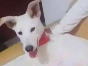 Cachorro raça Não identificado  idade 7 a 11 meses nome Fredy