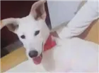 Cachorro raça Não identificado  idade 7 a 11 meses nome Fredy