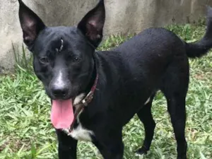 Cachorro raça Srd idade  nome Spike