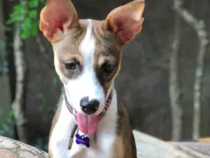 Cachorro raça Srd idade  nome Yasmin