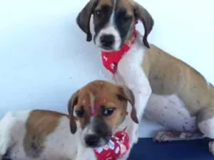 Cachorro raça RND idade 2 a 6 meses nome Petico e petica
