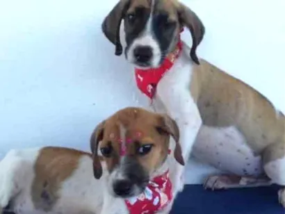 Cachorro raça RND idade 2 a 6 meses nome Petico e petica
