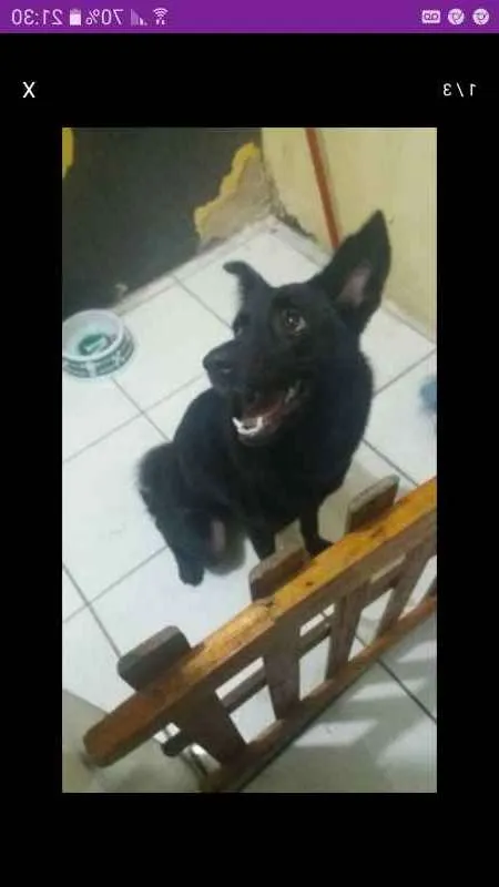 Cachorro ra a mestiço idade 7 a 11 meses nome Sol