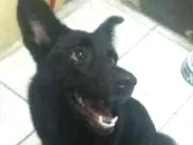 Cachorro raça mestiço idade 7 a 11 meses nome Sol