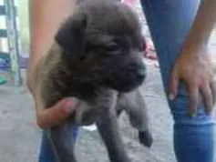 Gato ra a Vira lata idade 2 a 6 meses nome Nomes variados