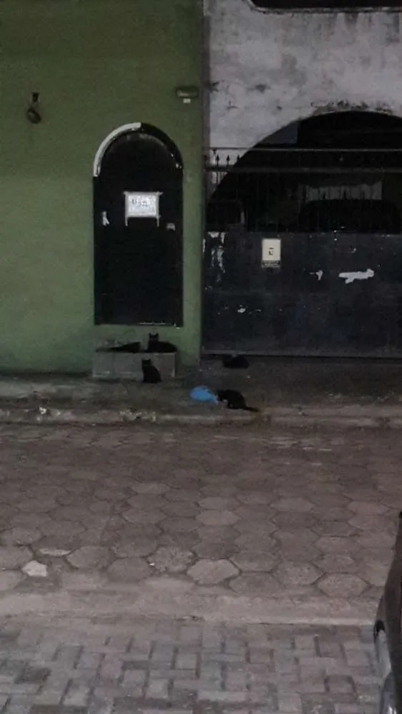 Gato ra a Vira lata idade Abaixo de 2 meses nome Black cats!
