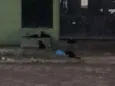 Black cats!