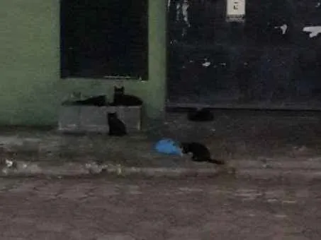 Gato ra a Vira lata idade Abaixo de 2 meses nome Black cats!