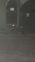 Black cats!