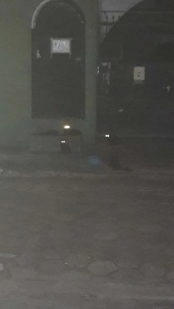 Gato ra a Vira lata idade Abaixo de 2 meses nome Black cats!