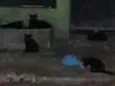 Black cats!