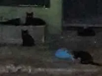 Gato raça Vira lata idade Abaixo de 2 meses nome Black cats!