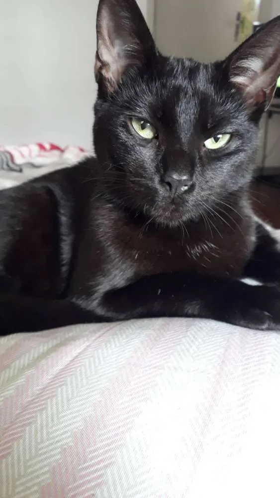 Gato ra a  idade 1 ano nome Leona