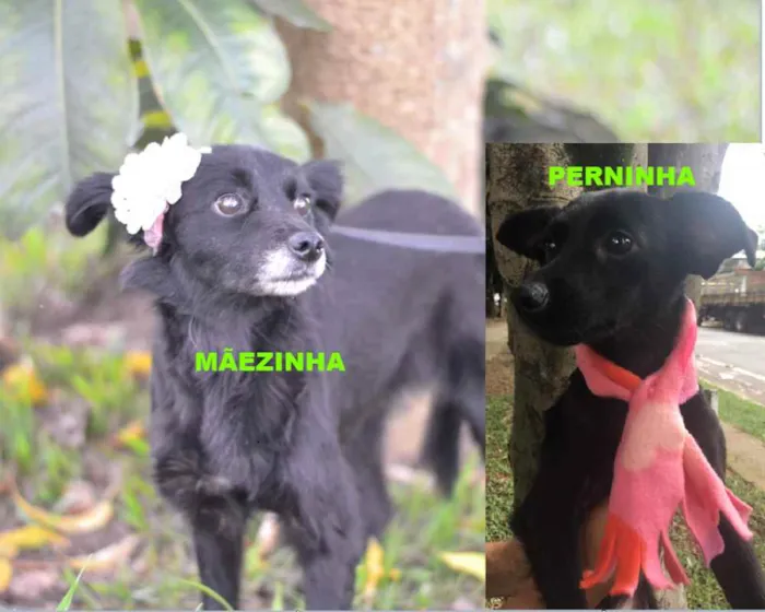 Cachorro ra a SRD idade 1 ano nome MAEZINHA/PERNINHA