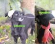 MAEZINHA/PERNINHA