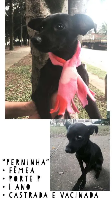Cachorro ra a SRD idade 1 ano nome MAEZINHA/PERNINHA