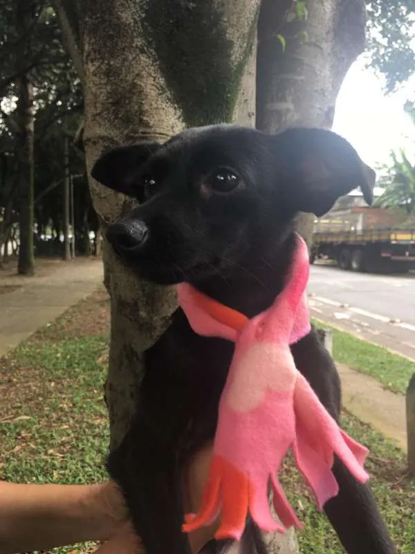 Cachorro ra a SRD idade 1 ano nome MAEZINHA/PERNINHA