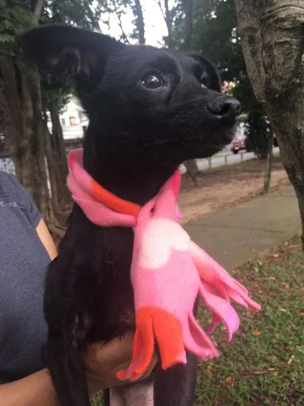 Cachorro ra a SRD idade 1 ano nome MAEZINHA/PERNINHA