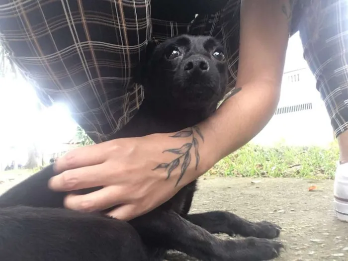 Cachorro ra a SRD idade 1 ano nome MAEZINHA/PERNINHA