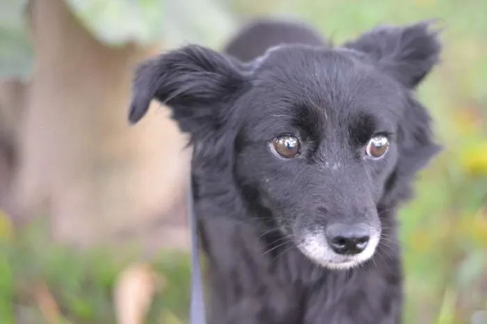 Cachorro ra a SRD idade 1 ano nome MAEZINHA/PERNINHA