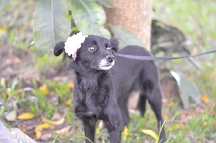 Cachorro ra a SRD idade 1 ano nome MAEZINHA/PERNINHA