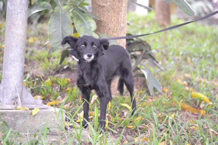 Cachorro ra a SRD idade 1 ano nome MAEZINHA/PERNINHA