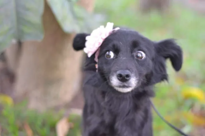 Cachorro ra a SRD idade 1 ano nome MAEZINHA/PERNINHA