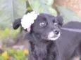 MAEZINHA/PERNINHA