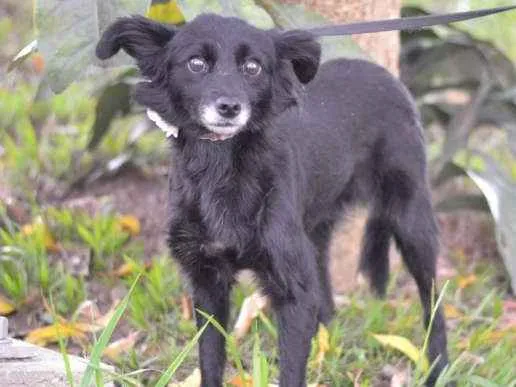 Cachorro ra a SRD idade 1 ano nome MAEZINHA/PERNINHA