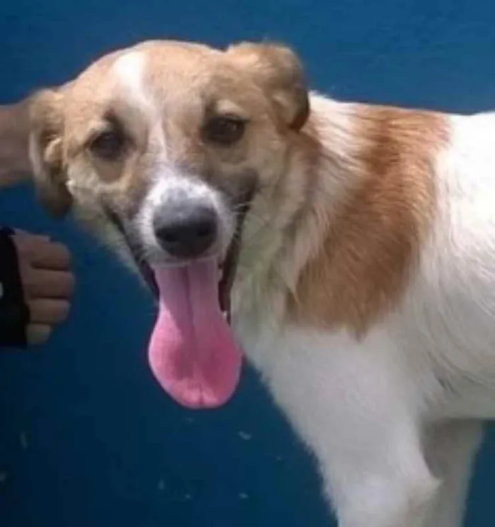 Cachorro ra a SRD idade 1 ano nome MILY