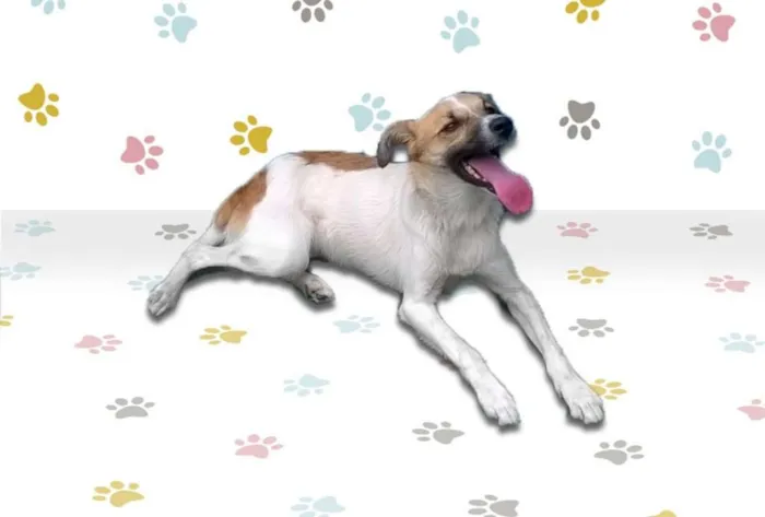 Cachorro ra a SRD idade 1 ano nome MILY
