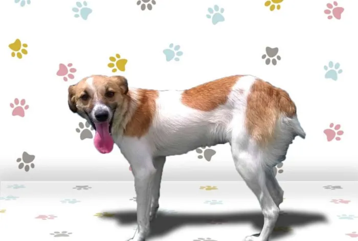 Cachorro ra a SRD idade 1 ano nome MILY