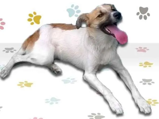 Cachorro ra a SRD idade 1 ano nome MILY