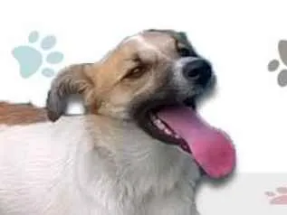 Cachorro ra a SRD idade 1 ano nome MILY
