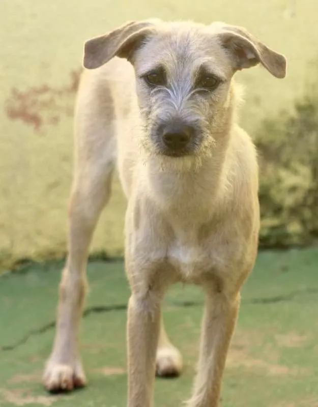 Cachorro ra a  idade 2 a 6 meses nome Rubi Filhote
