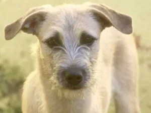 Cachorro raça  idade 2 a 6 meses nome Rubi Filhote