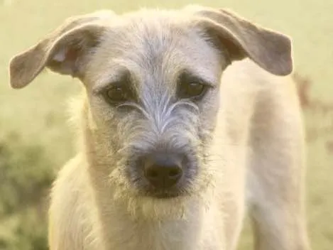 Cachorro ra a  idade 2 a 6 meses nome Rubi Filhote