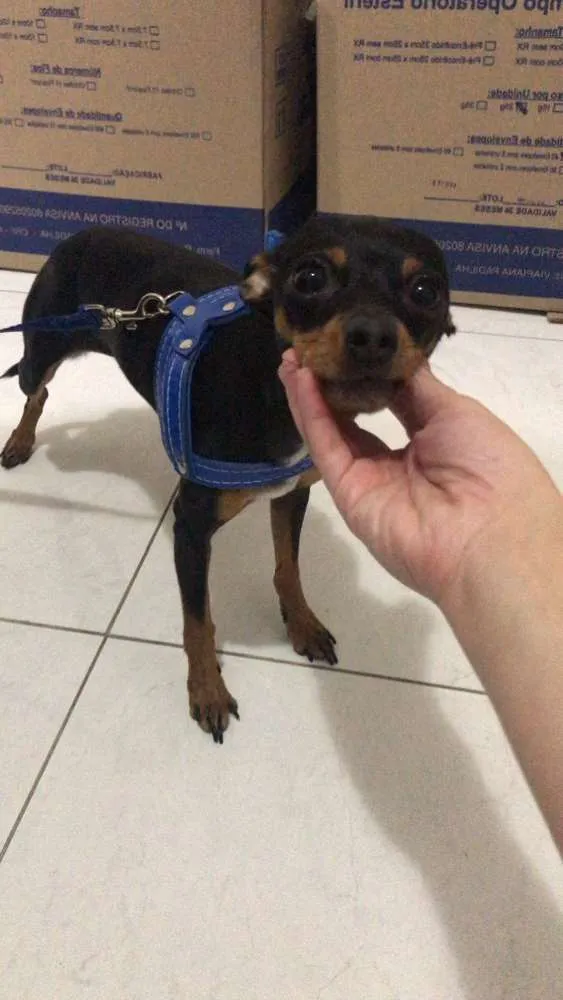 Cachorro ra a Pinscher  idade 2 anos nome Luigi 