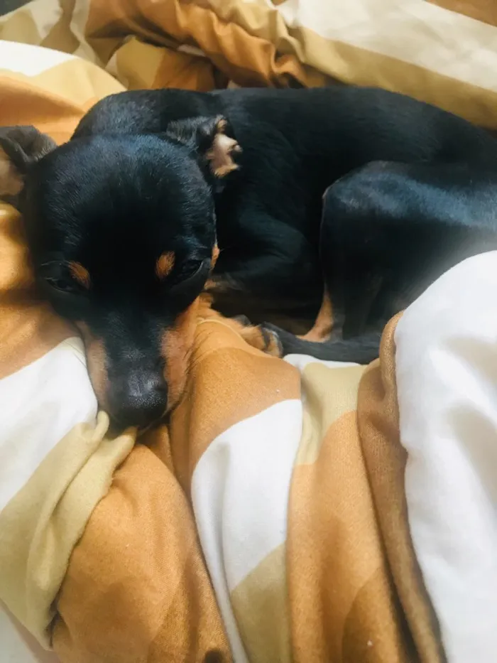 Cachorro ra a Pinscher  idade 2 anos nome Luigi 