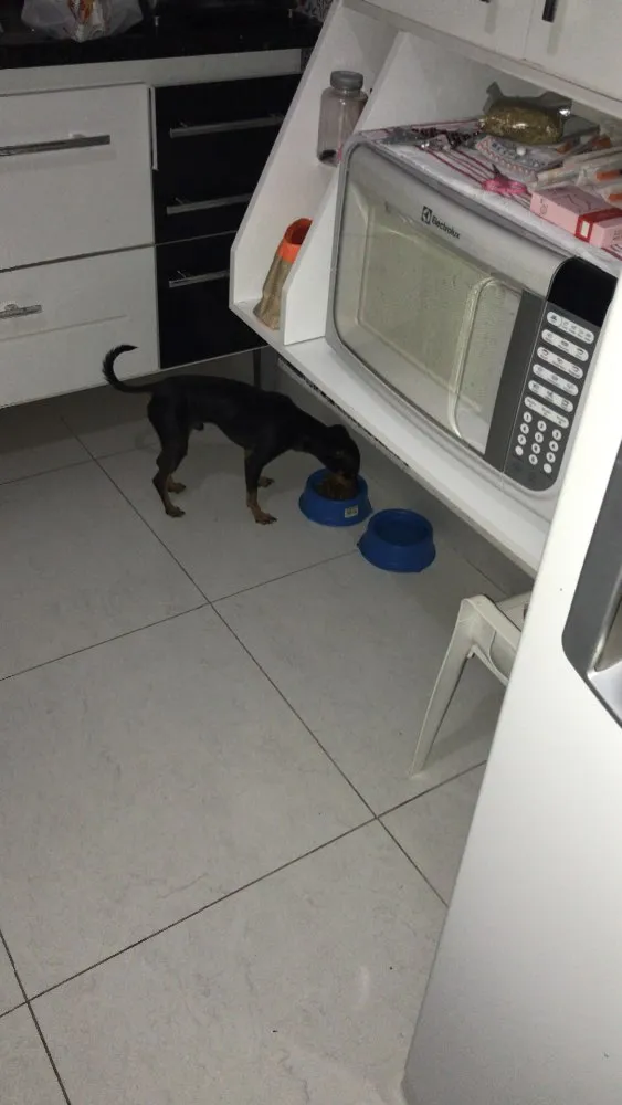 Cachorro ra a Pinscher  idade 2 anos nome Luigi 