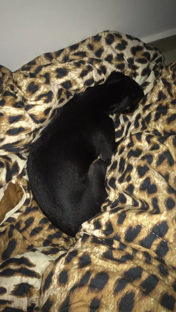 Cachorro ra a Pinscher  idade 2 anos nome Luigi 