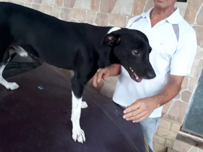 Cachorro ra a Vira lata idade 2 anos nome Chiquinho e Chiquinh