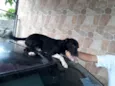Chiquinho e Chiquinh